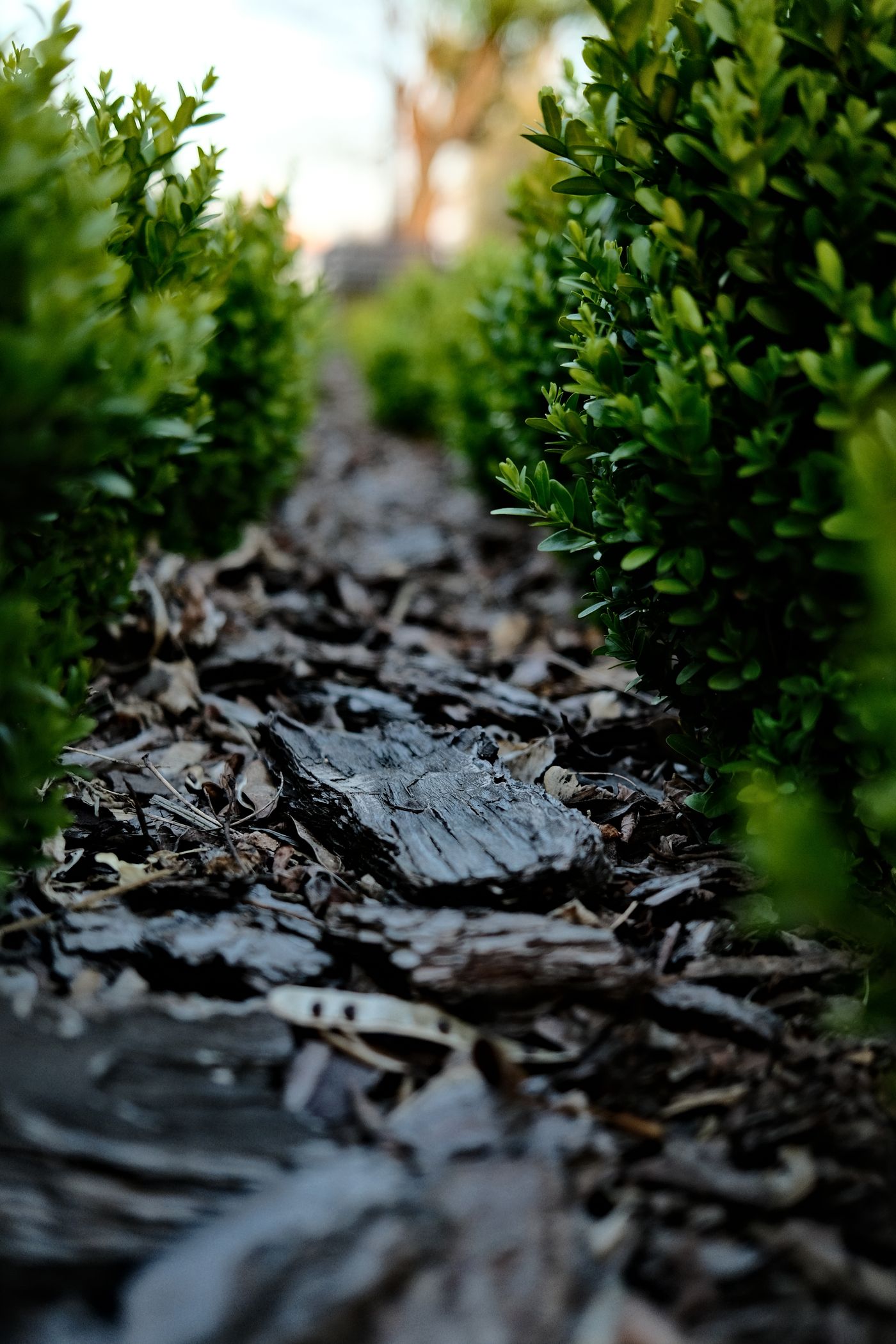 Landscaping beds and plantings